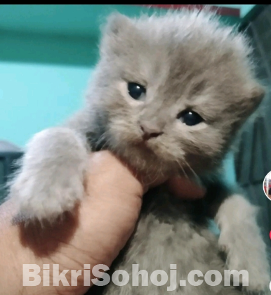 Persian cat male and female